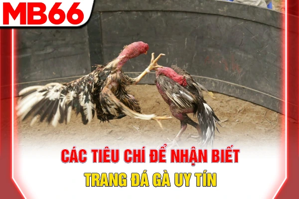 Các tiêu chí để nhận biết trang đá gà uy tín