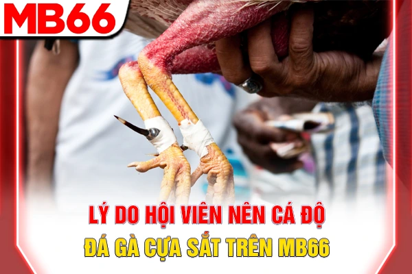 Lý do hội viên nên cá độ đá gà cựa sắt trên MB66